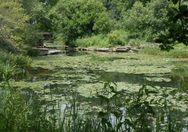 Nurture through Nature: The Caldwell Lily Pool- A Place I Love