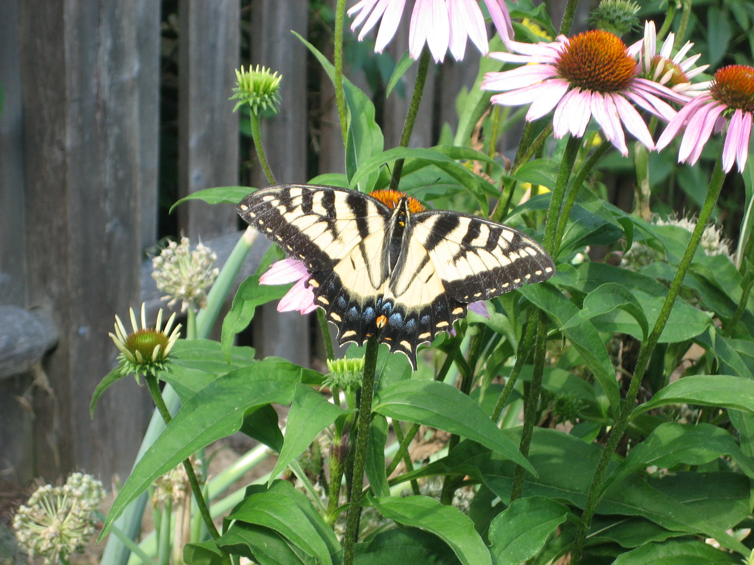 flowers, garden