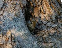Prospect and Refuge -Squirrel