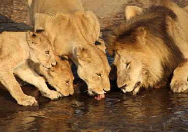 Lions at a waterhole