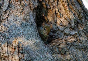 Prospect and Refuge -Squirrel