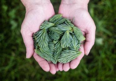 pine needles in the palm of a person's hands