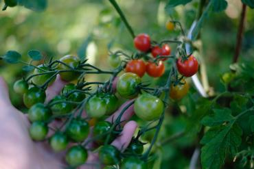 WORK Nurture through Nature tomatoes