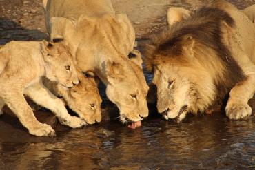 Lions at a waterhole